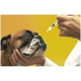 procuro por veterinário oncologista Vila Polopoli