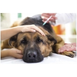 vacina múltipla canina em casa Jardim Veloso vacina múltipla canina em casa Jardim Veloso