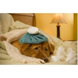 Vacina contra Gripe Vacina contra Gripe