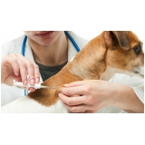 Vacina Múltipla Canina Vacina Múltipla Canina