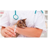 Vacina Múltipla Gatos Vacina Múltipla Gatos