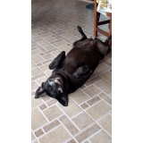 Vacinas em Animais Domésticos Vacinas em Animais Domésticos