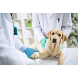veterinário a domicílio local Rio Pequeno