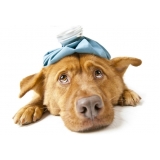 veterinário dermatologista popular Cidade de Deus