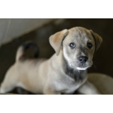 veterinário para cirurgia de cachorro Cidade das Flores veterinário para cirurgia de cachorro Cidade das Flores