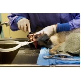 veterinário para limpeza de tártaro em cães idosos Santa Maria veterinário para limpeza de tártaro em cães idosos Santa Maria