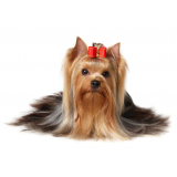 veterinário popular cardiologista Granja Viana