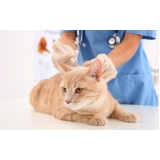 Veterinário a Domicílio