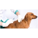 Veterinário Dermatologista