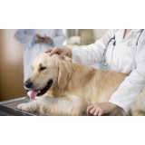 Veterinário Domiciliar